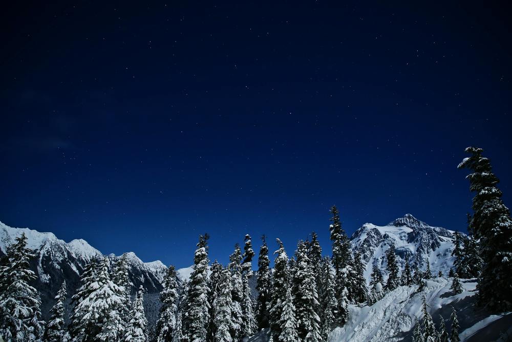 A snowy forest and dark night sky